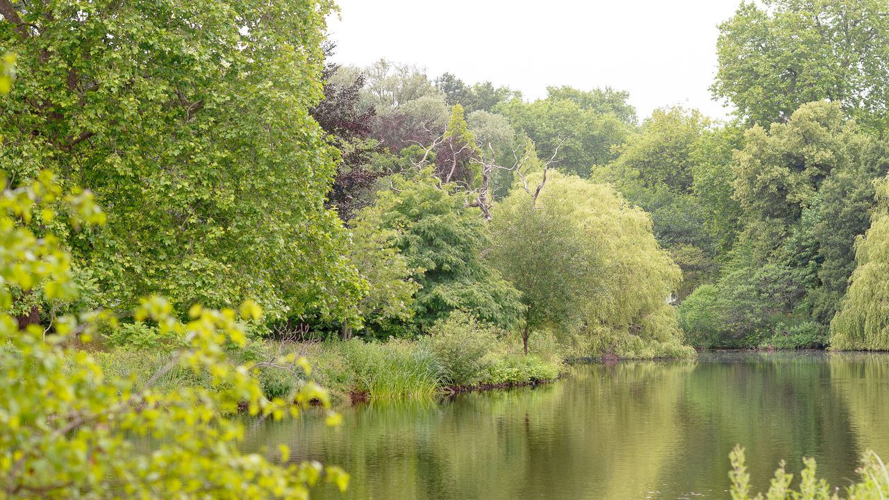 Mulberry tree in Buckingham Palace’s garden