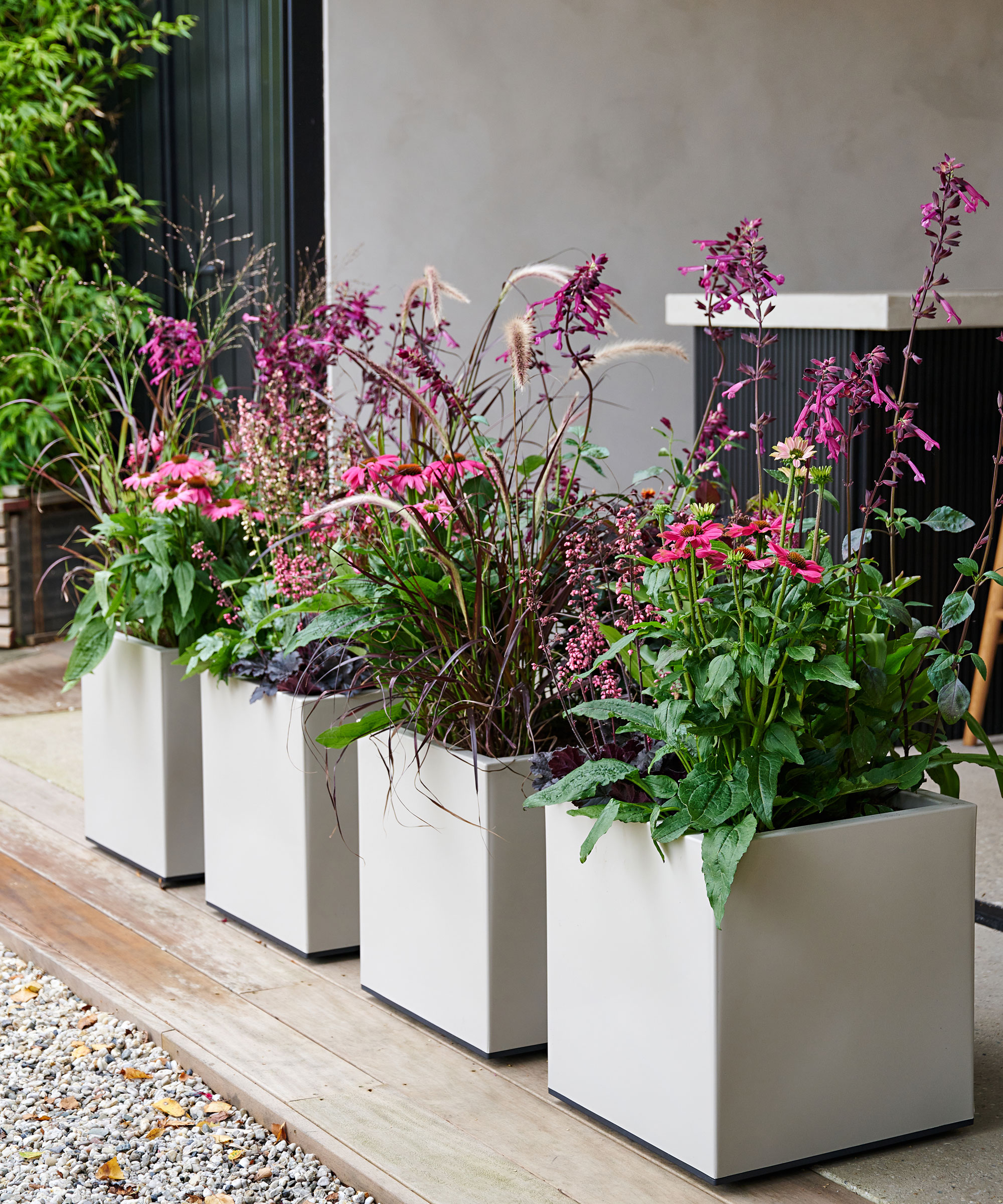 Heuchera, echinacea, panicum, pennisetum and salvia in pots