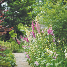 Pink and white foxgloves growing in garden border next to path with trees in background