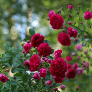 A bush of roses