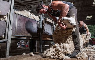 Sheep-shearer