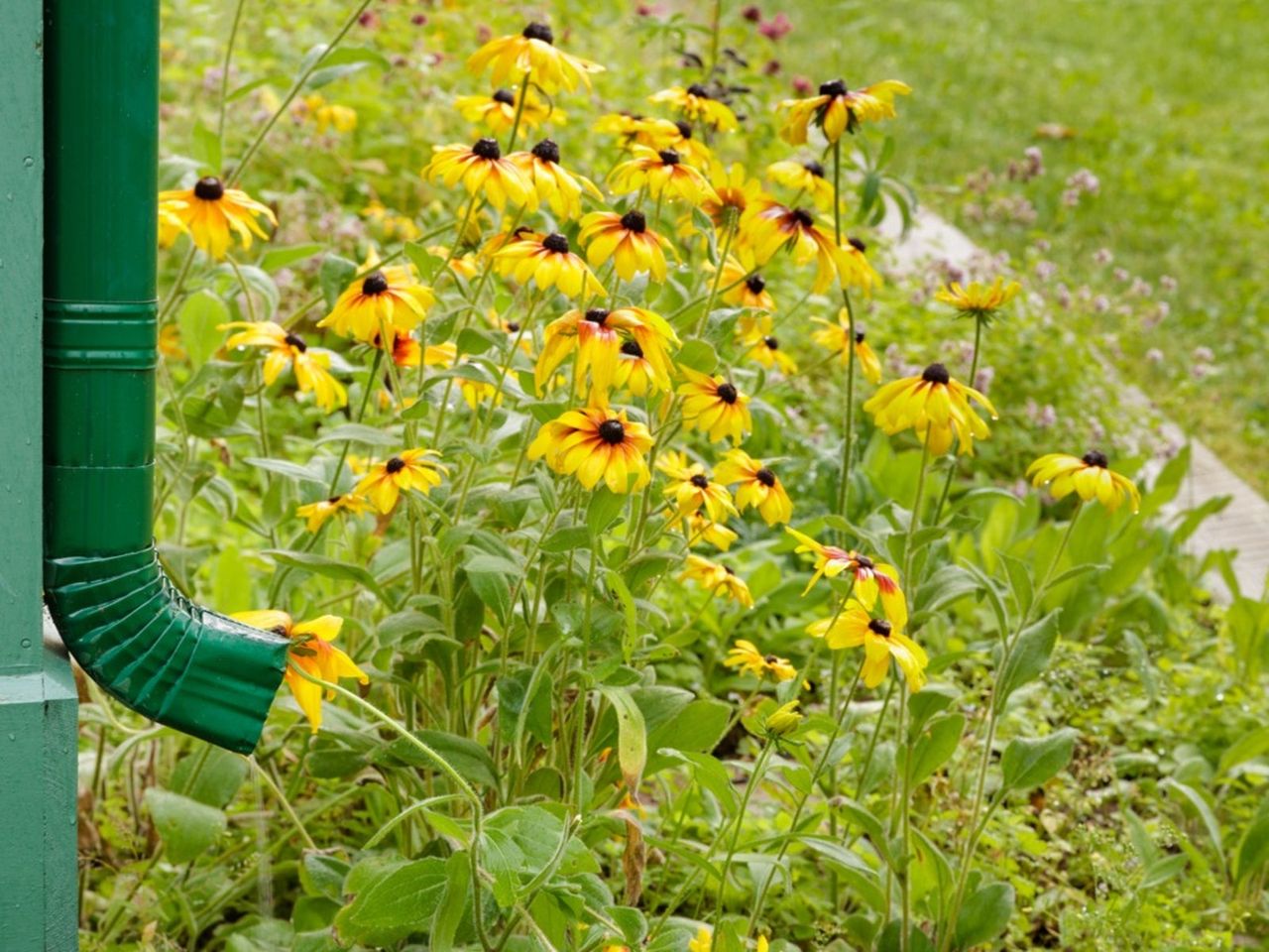 A Rainwater Vegetable Garden With Yellow Flowers