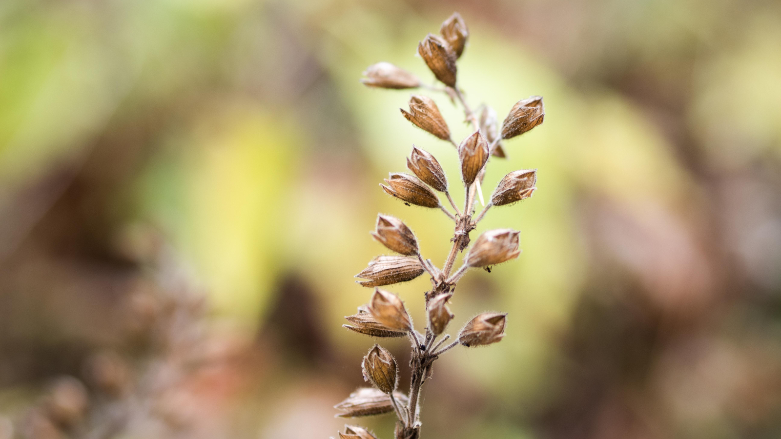 Dried seedheads of a flowering plant