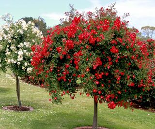 Standard rose tree with red blooms in a garden