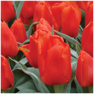 A close-up of an orange tulip