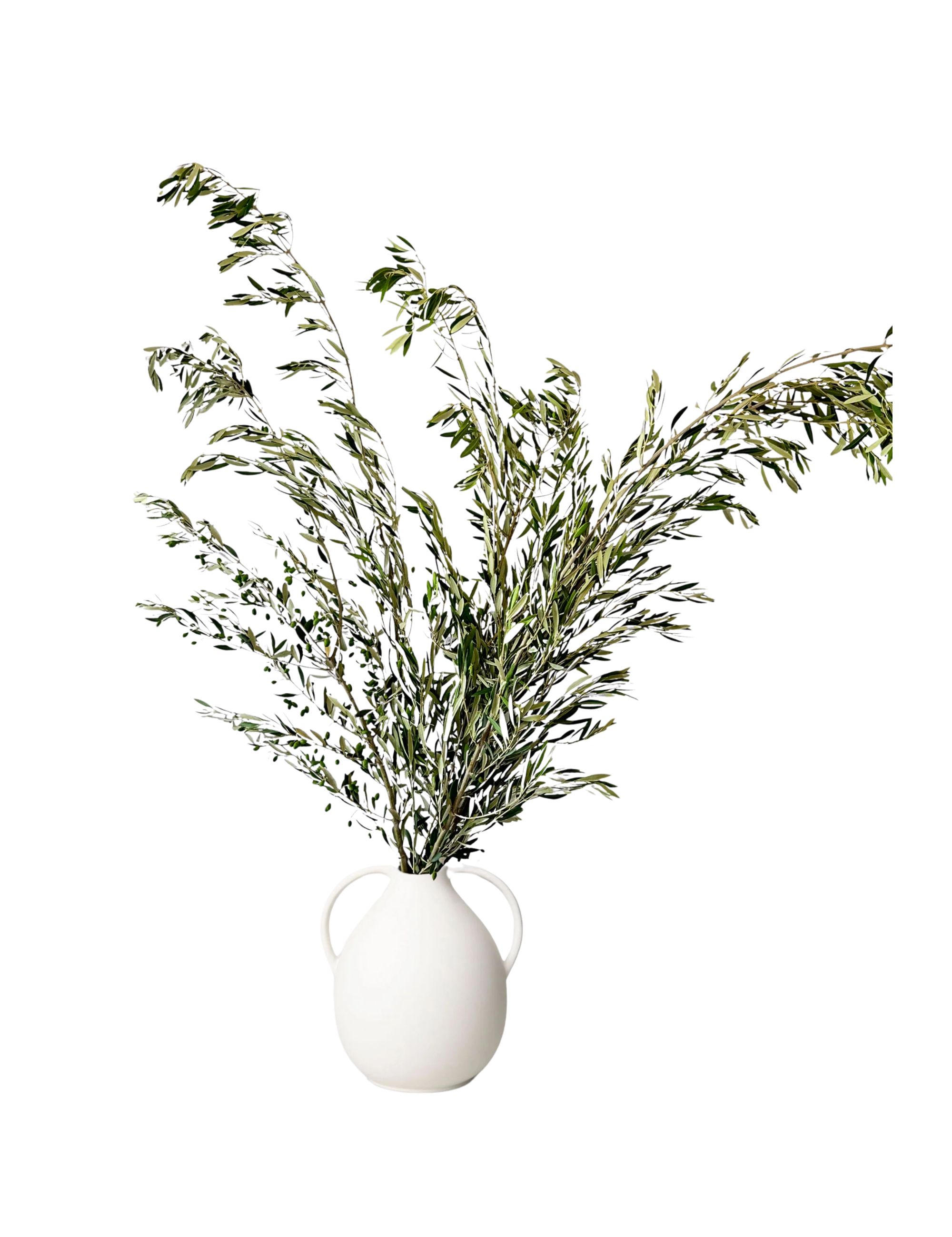 Afloral, Fresh Large Olive Leaf Branches