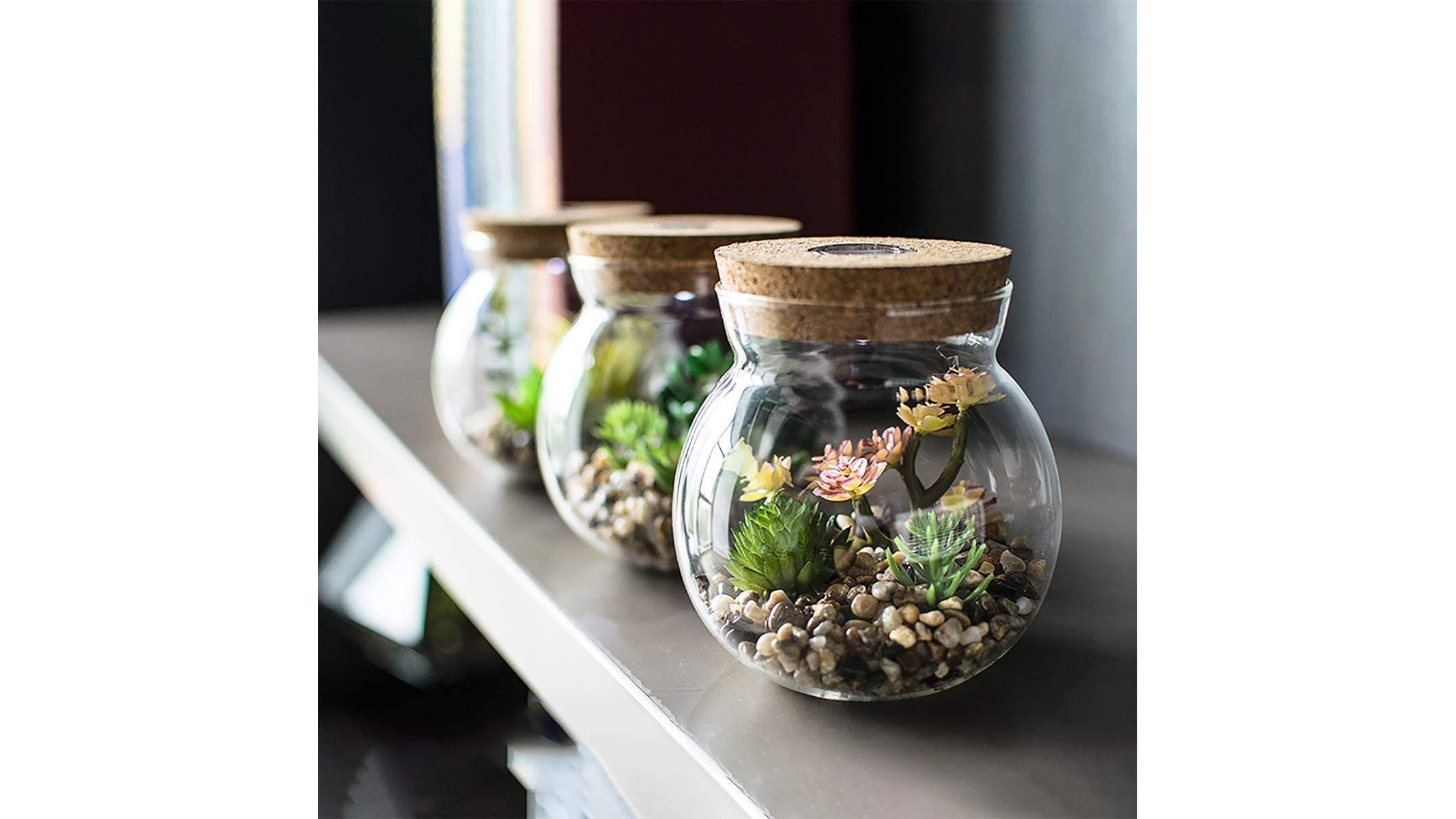 Knikglass-succulent