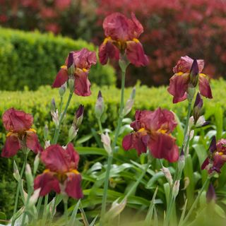Dark red iris flowers
