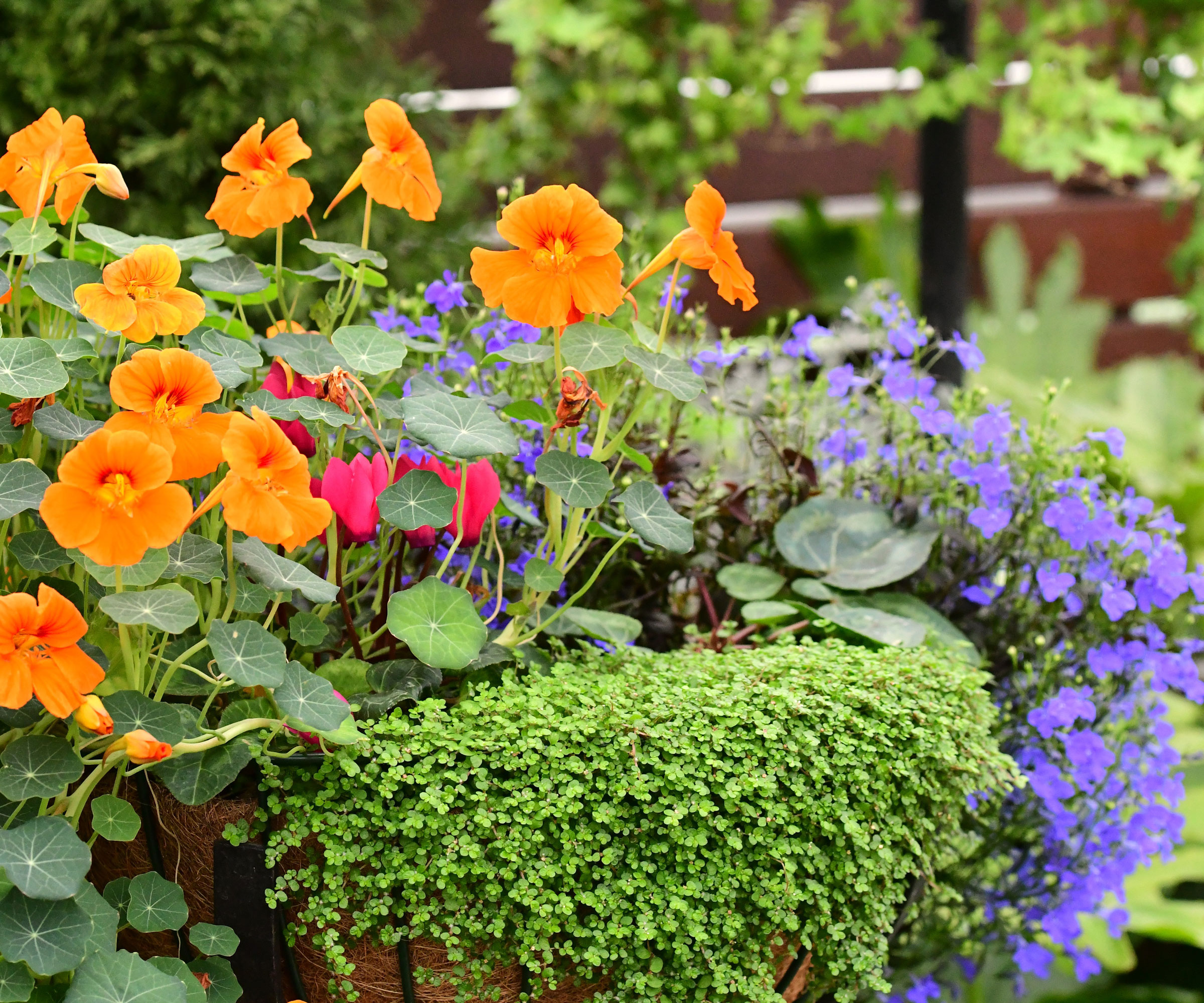 nasturtium plants in container with orange flowers
