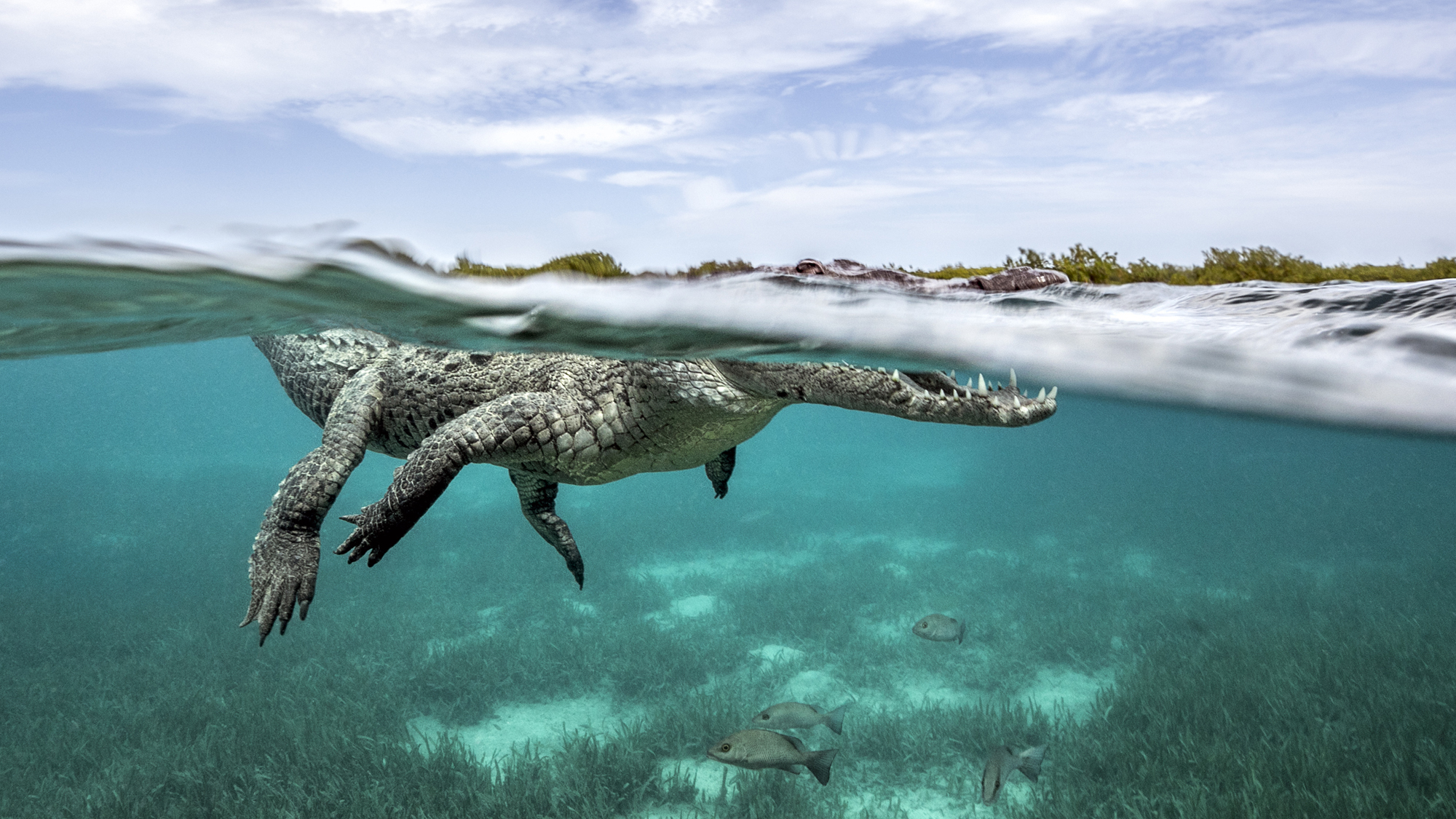 Crocodiles have a very low profile above the water line once they are swimming, in order to keep their presence well hidden from their pray. For a photographer trying to achieve a split shot - half above the water, half below - with a crocodile is quite the challenge. I wanted this powerful beast’s eye to just pop out above the waterline and had to take many photos like this to eventually achieve this image