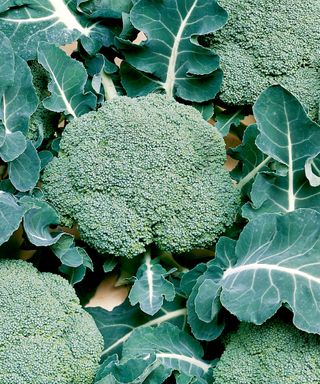 broccoli calabrese