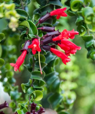 Close-up of hanging lipstick plant with red flowers