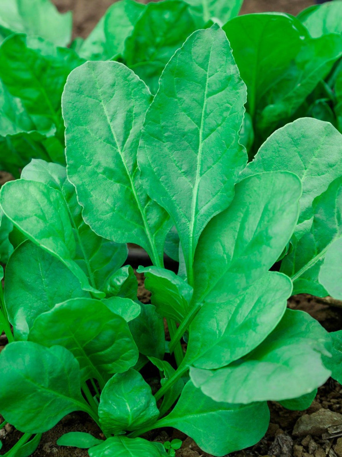 Is Spinach A Shade Plant Choosing Spinach For Shade Gardens