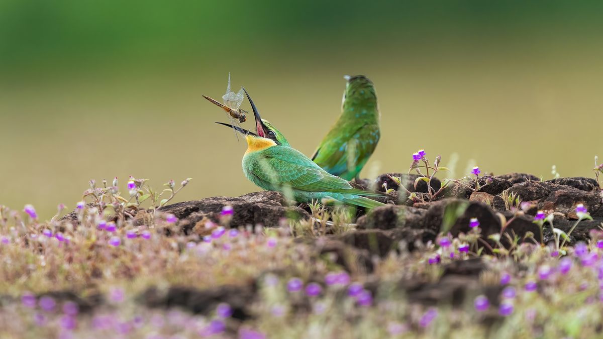 Two blue-cheeked bee-eaters placed in the image centre eating insects in the middle of a meadow with flowers blossom 