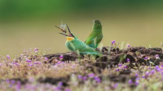 Two blue-cheeked bee-eaters placed in the image centre eating insects in the middle of a meadow with flowers blossom 