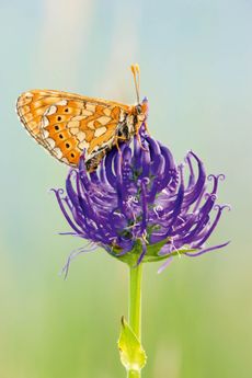 Marsh Fritillary butterfly (Euphydryas aurinia) on Round-headed Rampion (Phyteuma orbiculare).