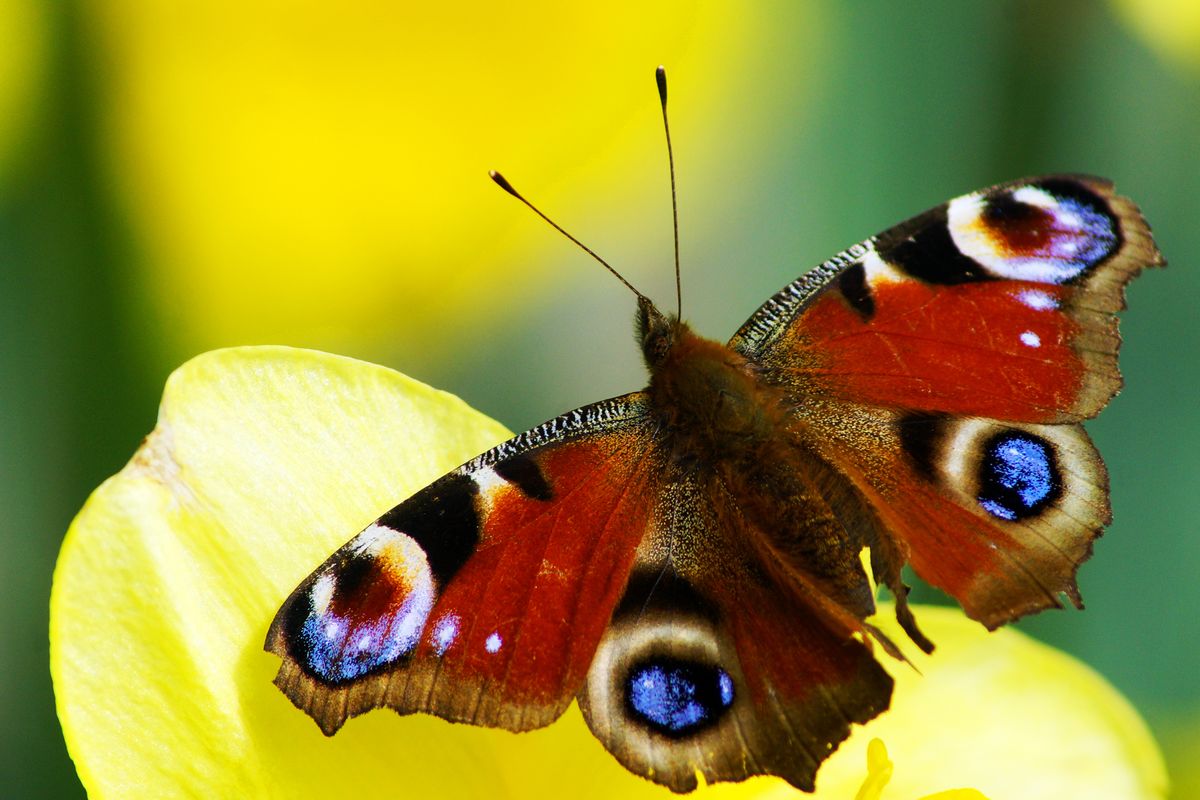 Winning or shortlised image for the The Week Junior Science+Nature Scavenger Hunt contest