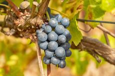 Cabernet Sauvignon grapes in Coonawarra
