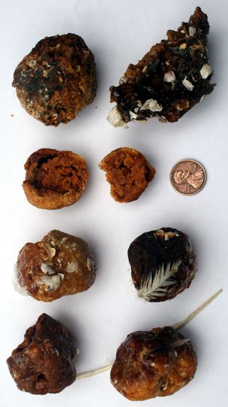 Examples of fish balls retrieved by researchers from the shores of the Salton Sea.