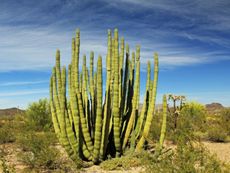 Organ Pipe Cactus In The Desert
