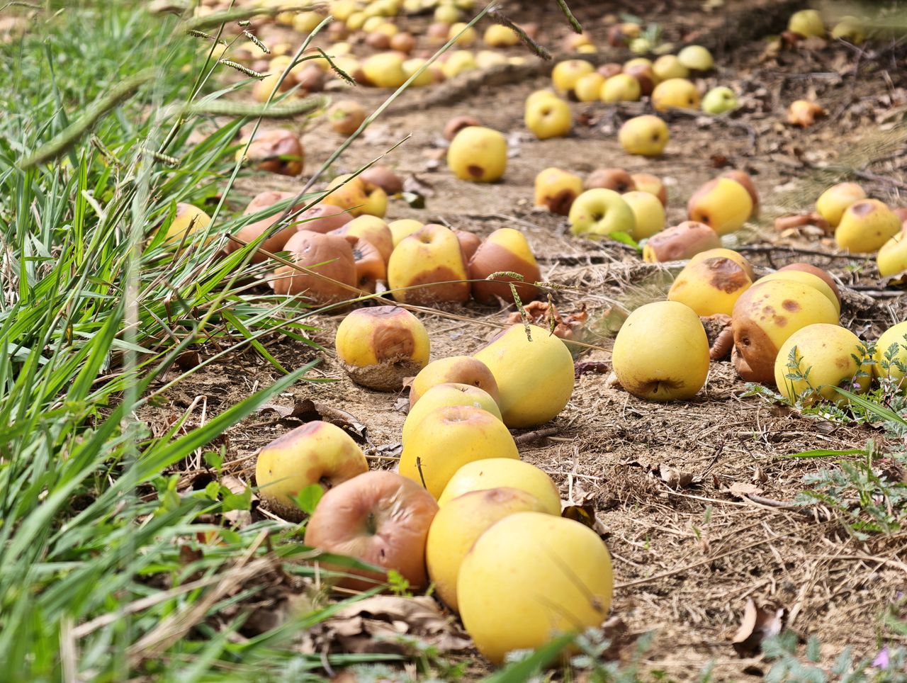 A 3.7x zoom shot of apples on the ground taken from the Honor Magic 8 Pro