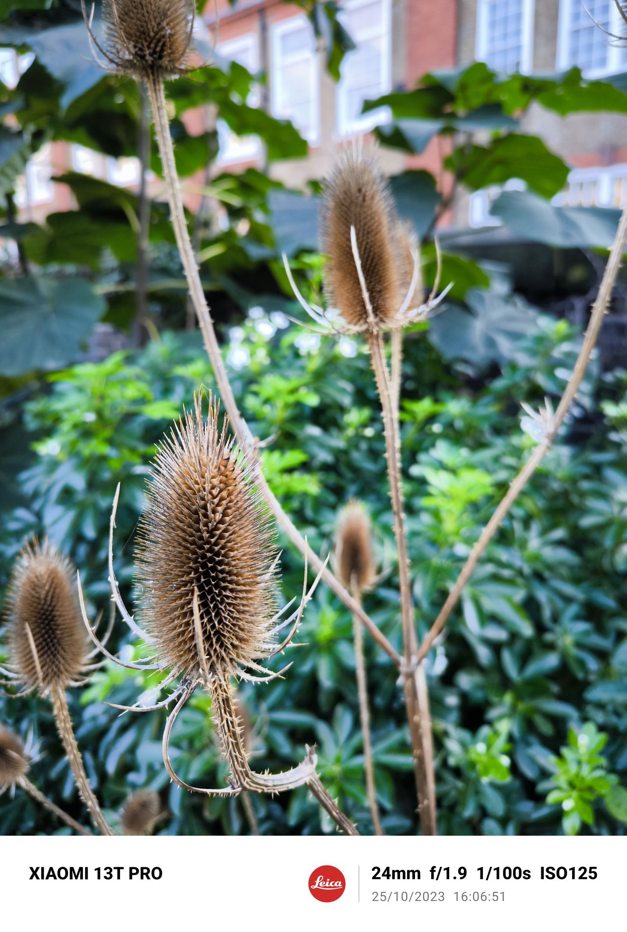A photo taken on the Xiaomi 13T Pro