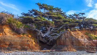 Tree of Life, Olympic National Park, USA