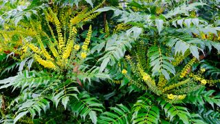 Mahonia plants