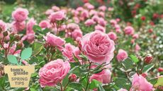 Mid-pink roses in garden in full bloom