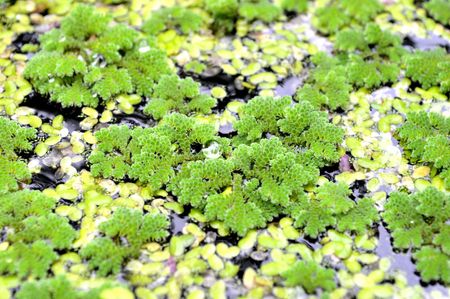 Mosquito Fern On Water