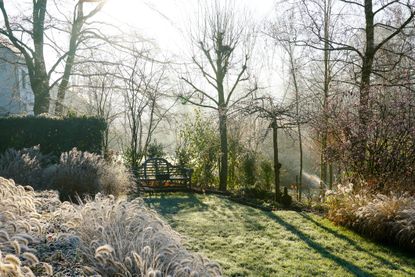A frosty garden in winter