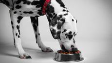 Dalmation eating dry dog food