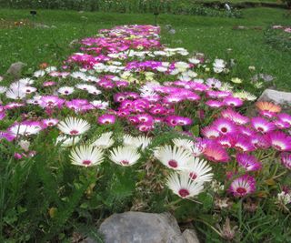 Livingstone daisies growing in field