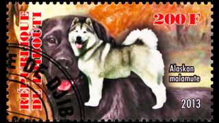 Alaskan malamute on postage stamp