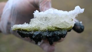 A hand holding a piece of salt crust covered in green algae from Last Chance Lake.