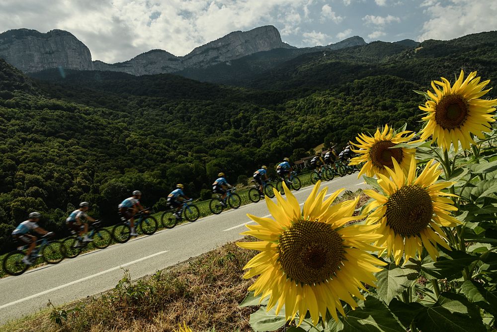 The peloton races by July's sunflowers at the Tour de France