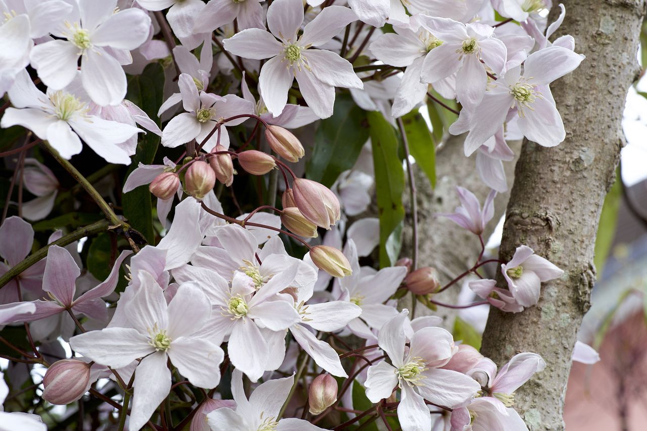Jasmine flowers bloom in spring