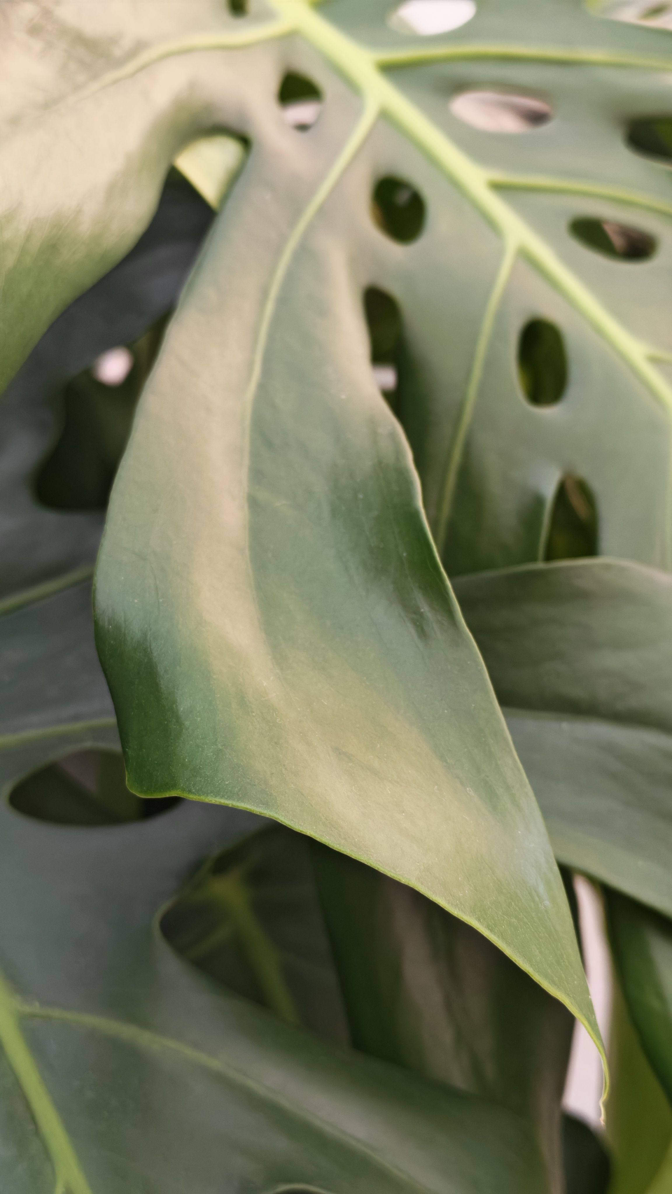 Honor 400 Pro sample images