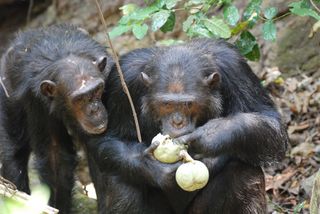 Chimpanzees eating fruit