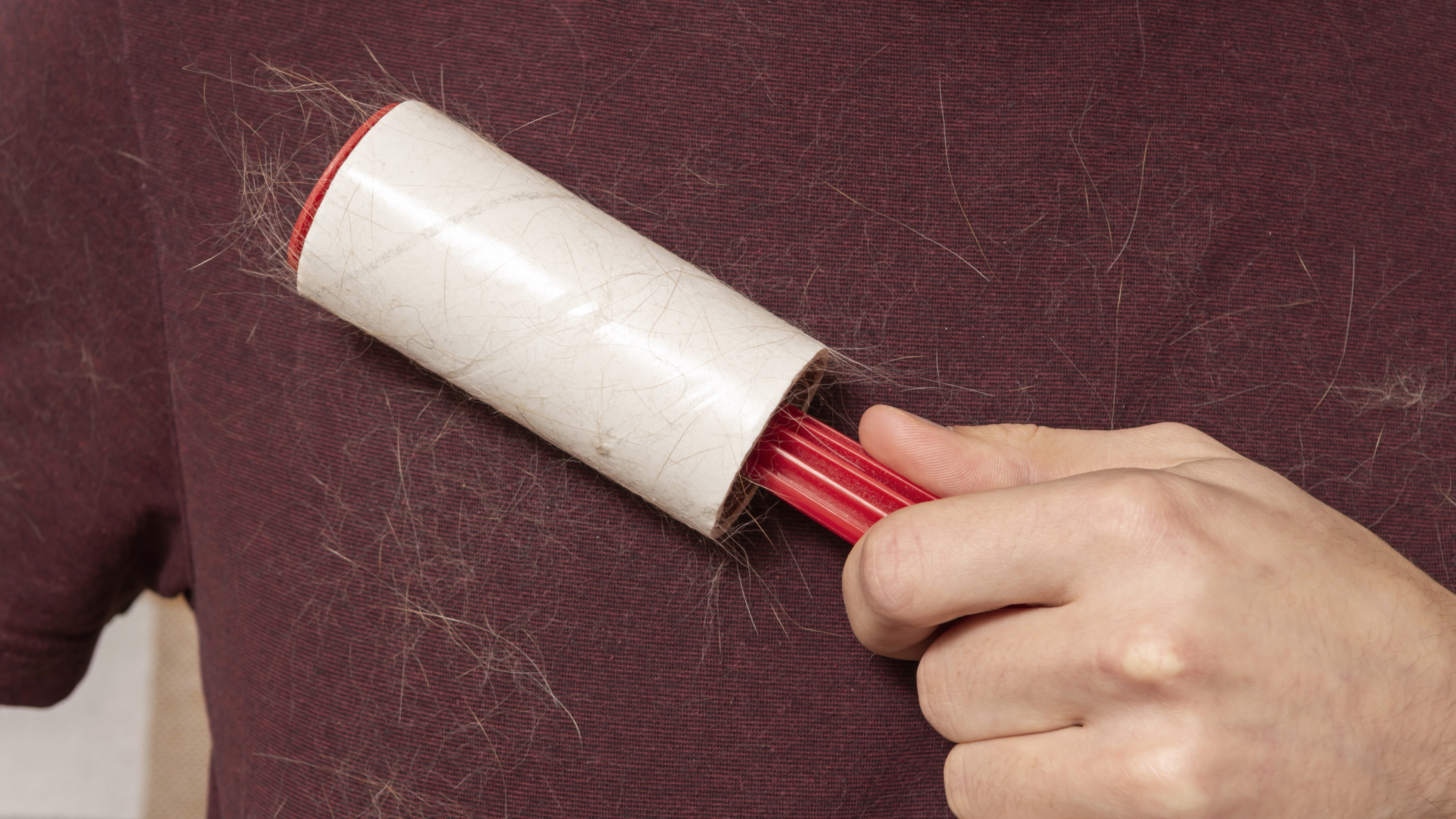 Person using lint roller to remove pet hair from sweater