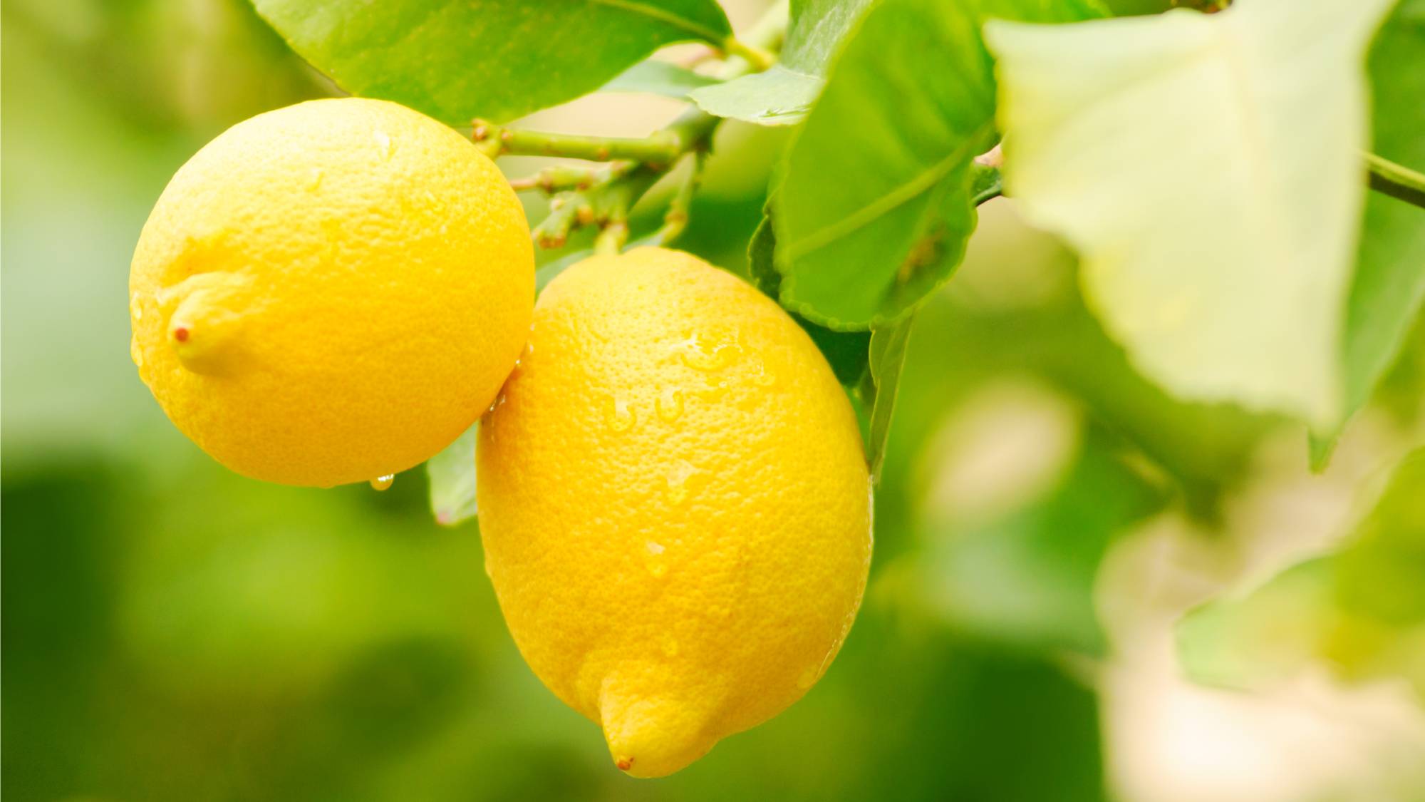 Lemons on a tree