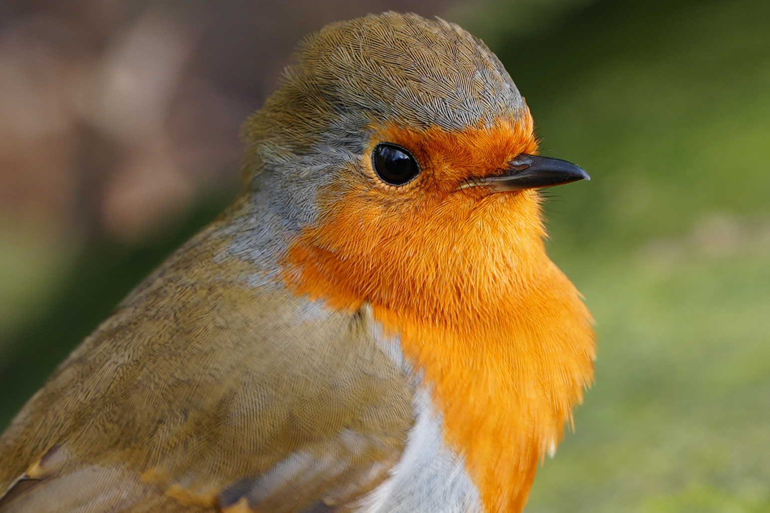 A photo of a robin, taken on a Sony A1 II mirrorless camera and with a Sony FE 28-70mm F2 GM lens