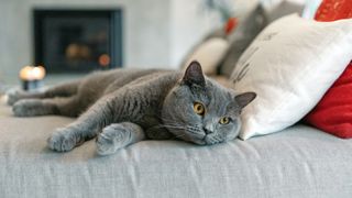 a chunky blue cat sprawled on a bed