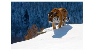 Siberian Tiger, photographed in Russia, 2019