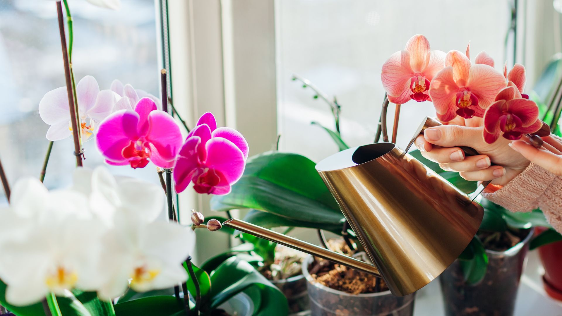 Should you water an orchid with ice cubes? We asked an orchid grower