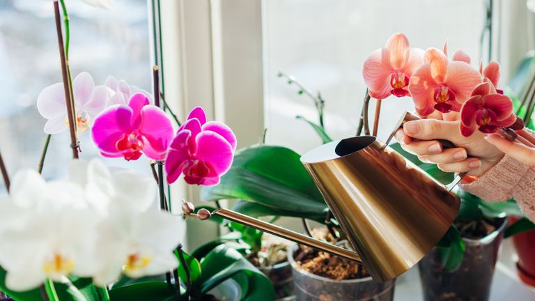 A woman watering colorful orchids from a copper watering can