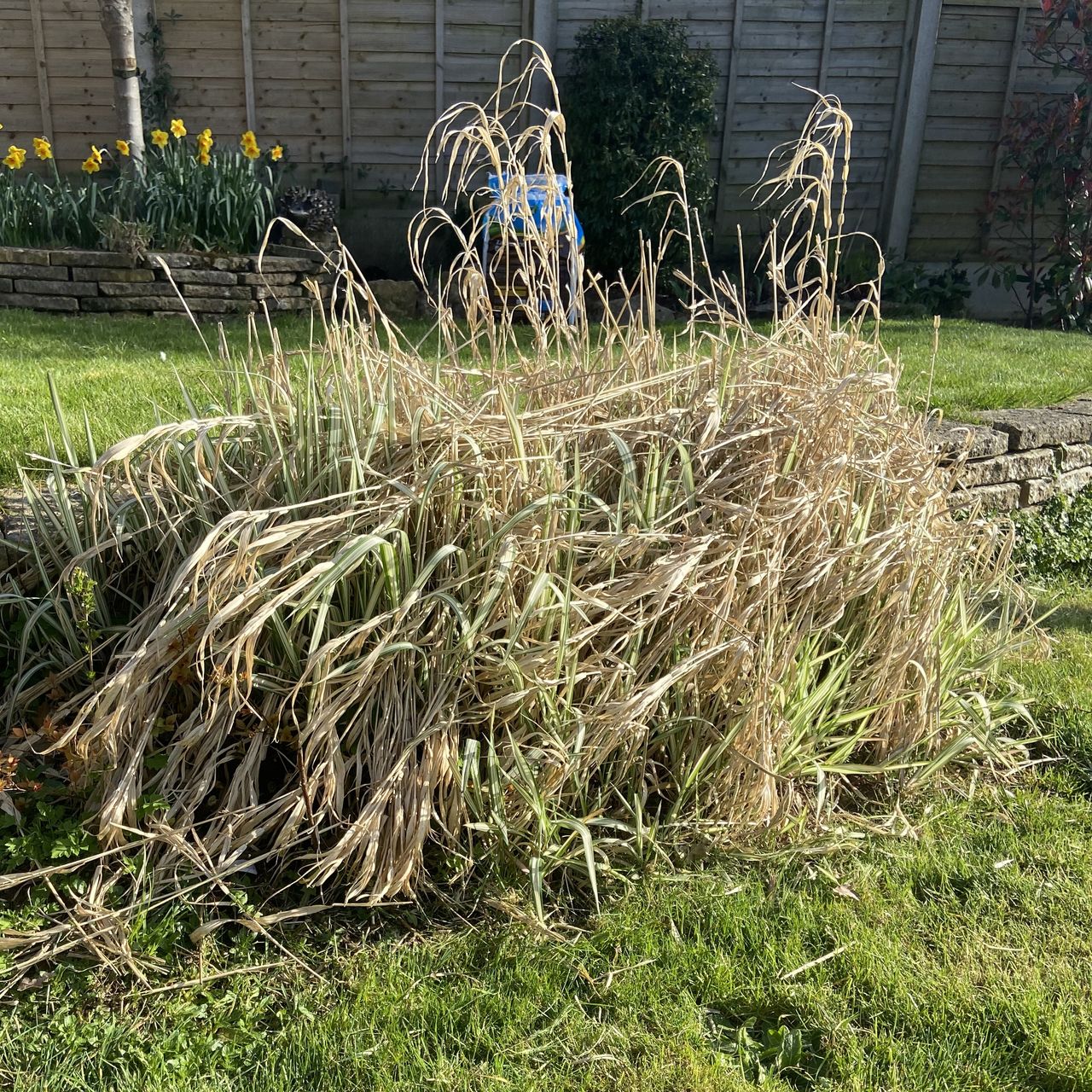 Overgrown ornamental grass in a garden border