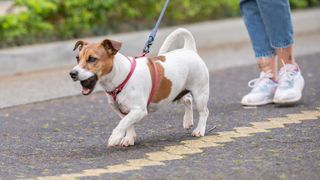 Jack Russell Terrier