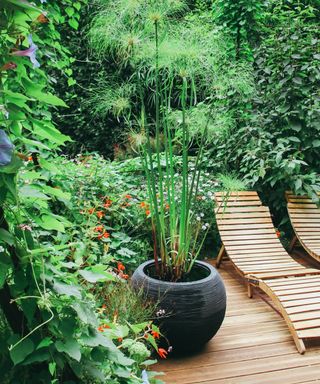 A tropical themed garden with plants and wooden sun loungers