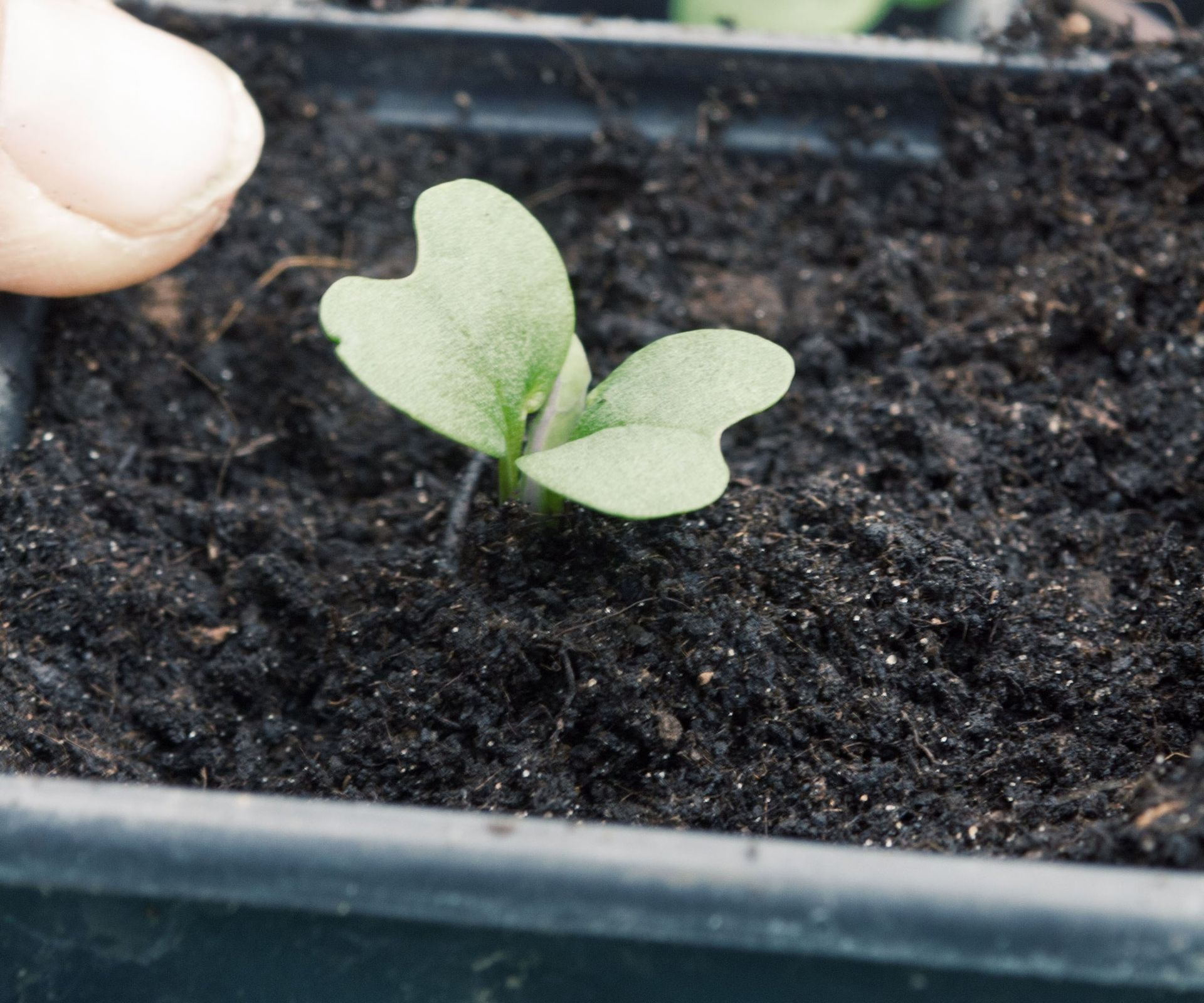 How to grow spring cabbages expert tips for great crops Homes & Gardens